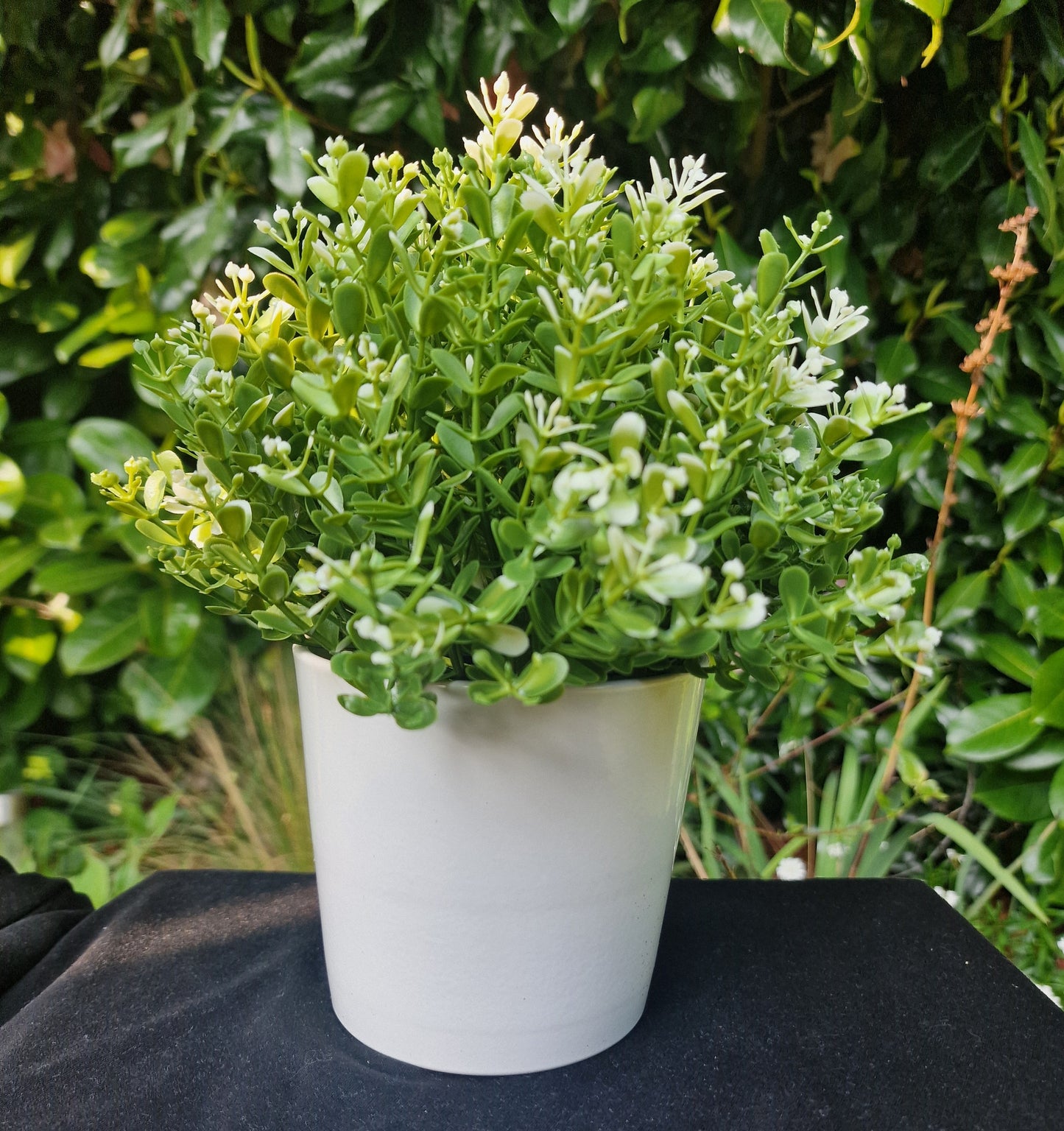 CUSTOM Plant Pot