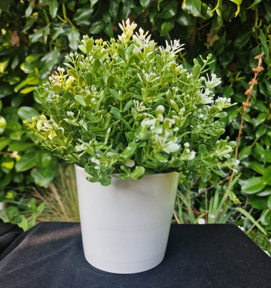 CUSTOM Plant Pot